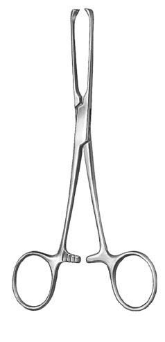 stomach intestines rectum ms 35836 stomach intestines rectum ms 35836