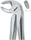 tooth ext forceps ai 02 51 09