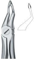 tooth ext forceps ai 02 51 48