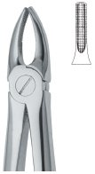 tooth ext forceps ai 02 51 51