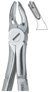 tooth ext forceps ai 02 51 87